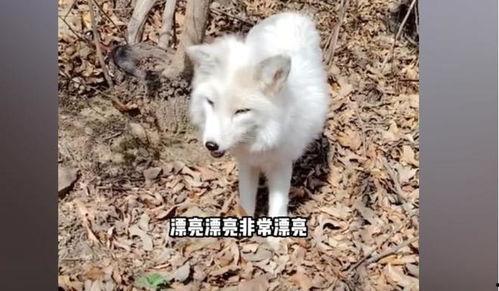 《白狐》在线观看  第3张